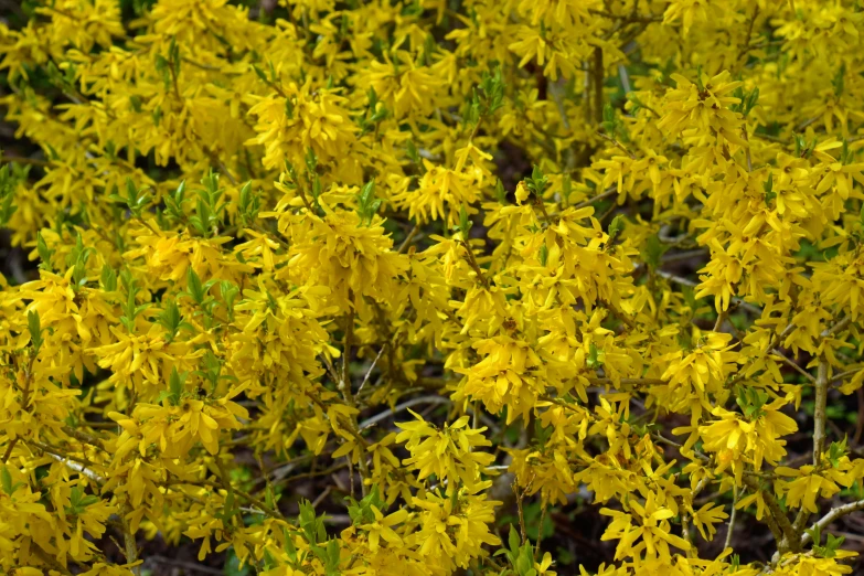 the yellow flowers are blooming all over the land