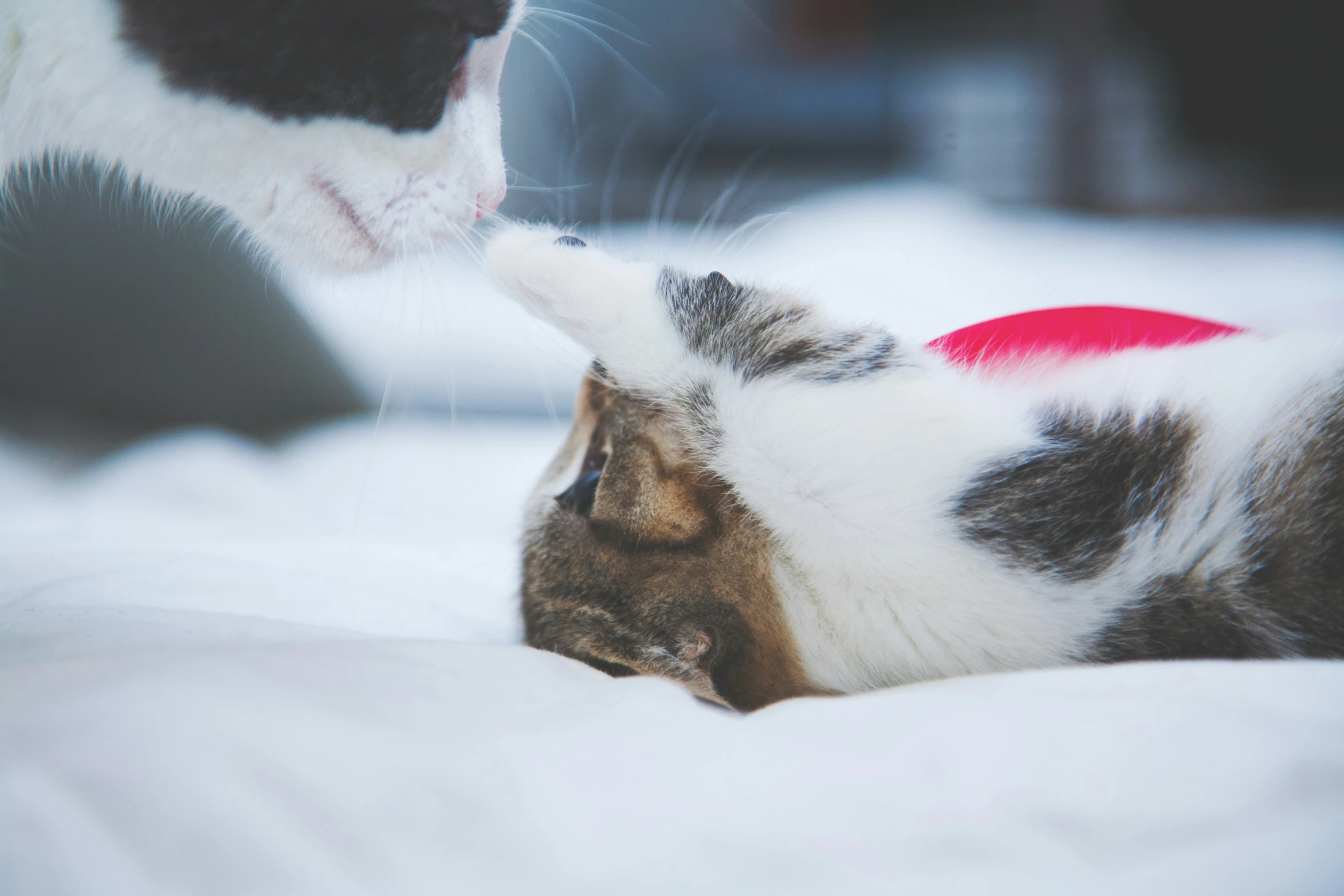 a cat with its paws on another cat's face