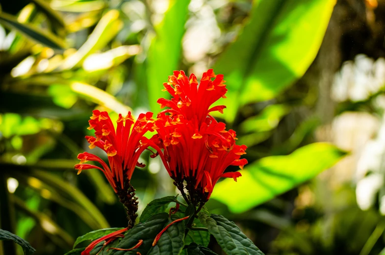 bright red flowers in the middle of green leaves