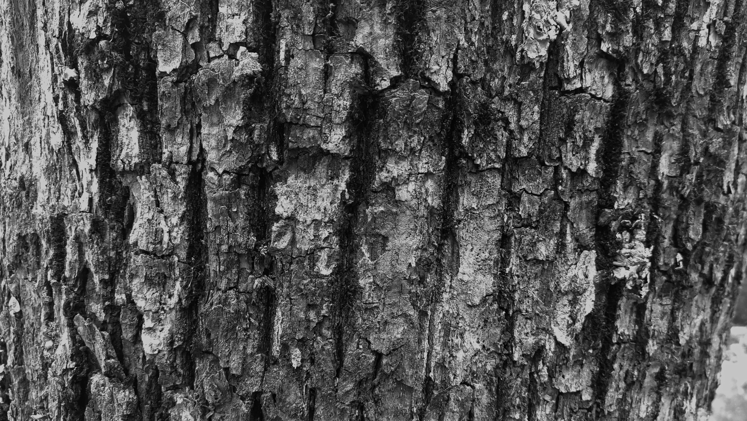 tree bark with some little black marks on it