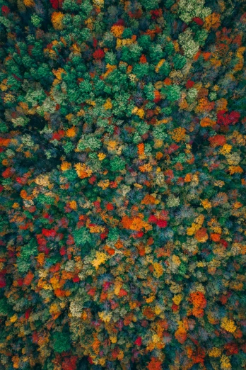 a view of several trees from above with colorful foliage on them