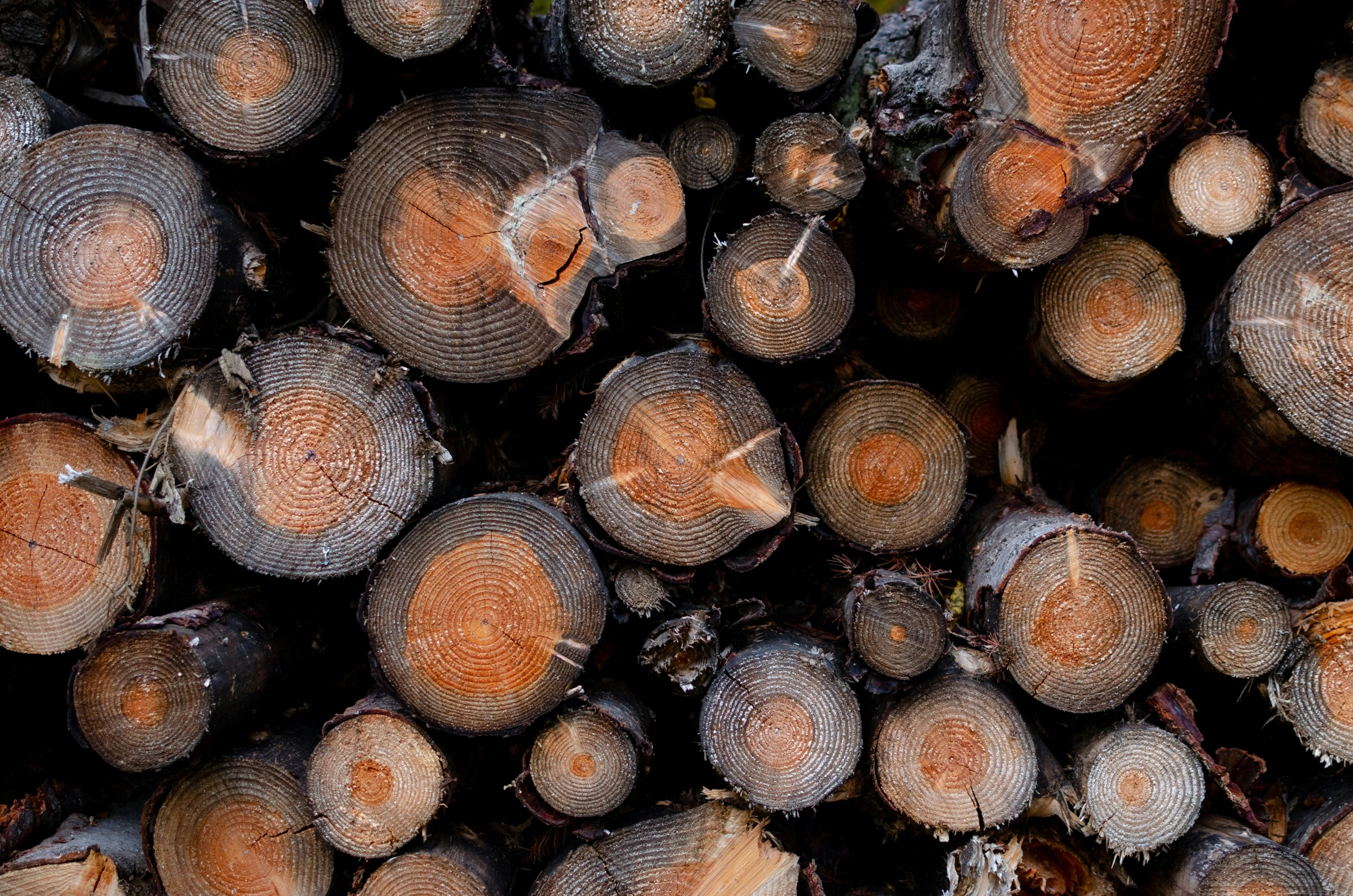 a pile of mushrooms sitting on top of a pile of wood