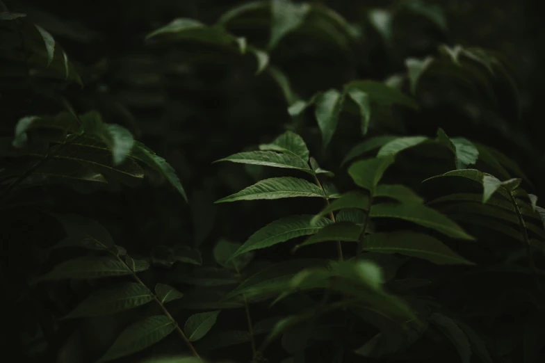 close up picture of green leaves in the dark