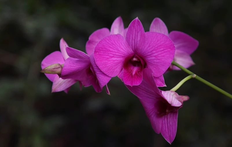 pink orchid with a slightly black background