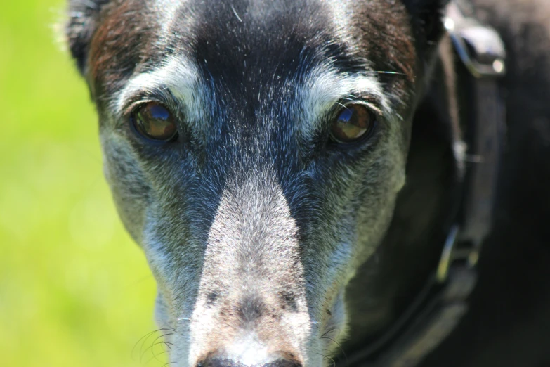 a close up s of a black and brown dog's face