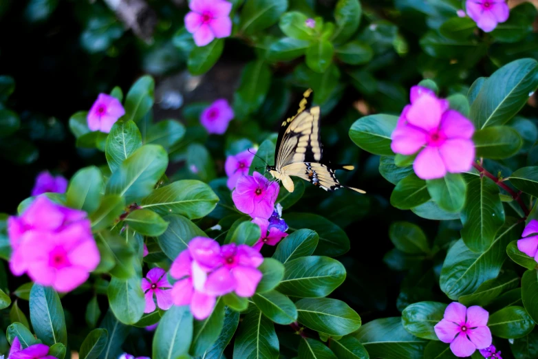 the erfly is sitting on some purple flowers