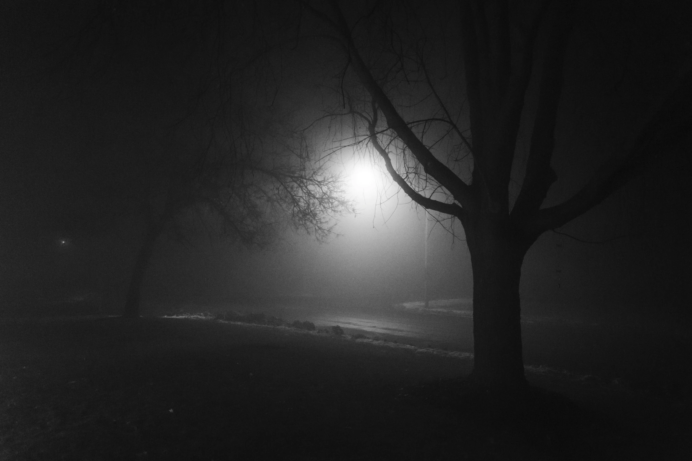 foggy night by a lamppost and two trees