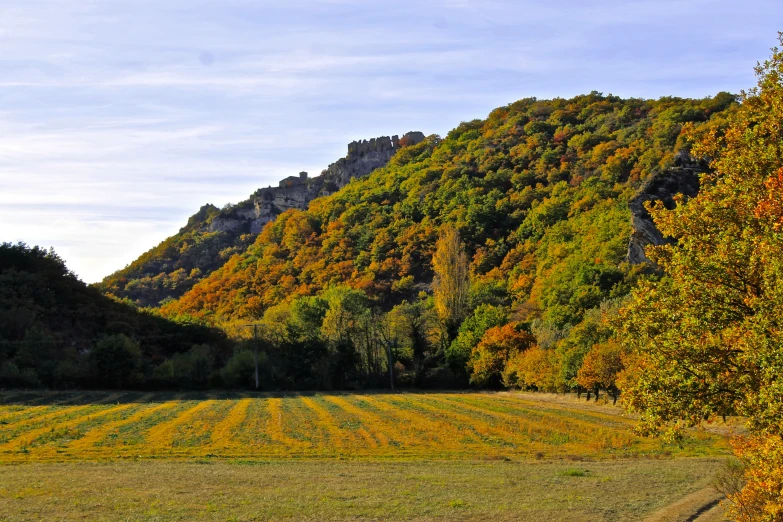 a field surrounded by trees with mountains in the background