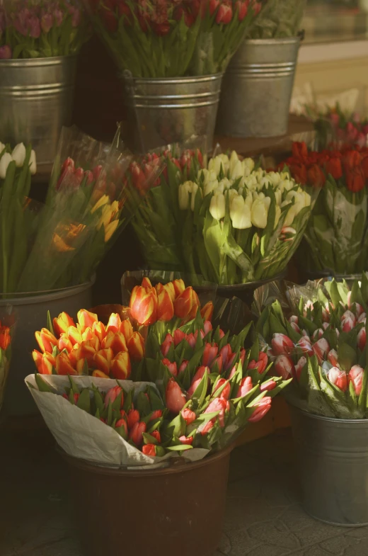 many flowers are in pots and some are blooming