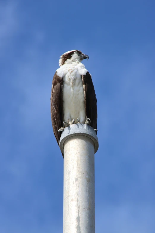 an eagle sitting on top of a pole