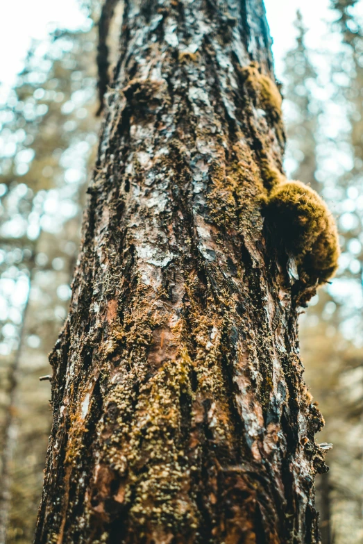 a bear cub in the center of a tree