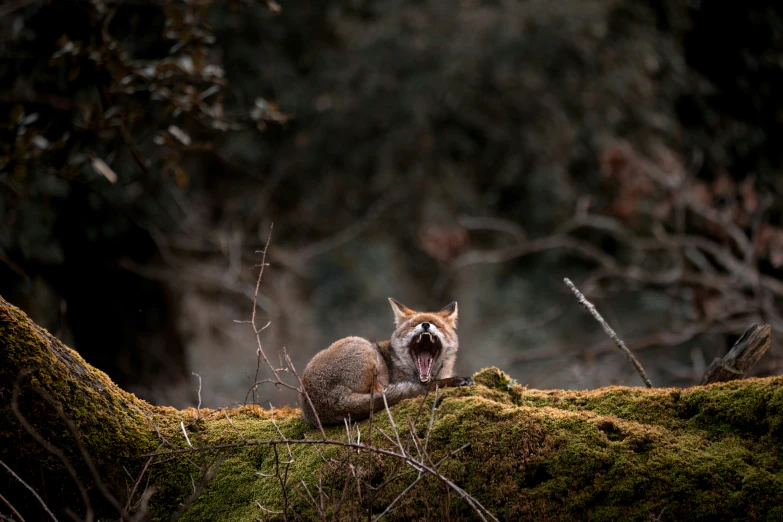 a fox sitting on top of a moss covered ground