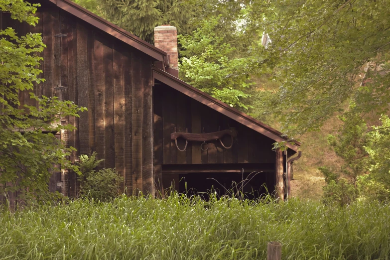 a horse is seen in the shade of some trees