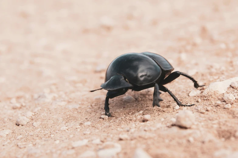 a small beetle sitting on the ground in the dirt