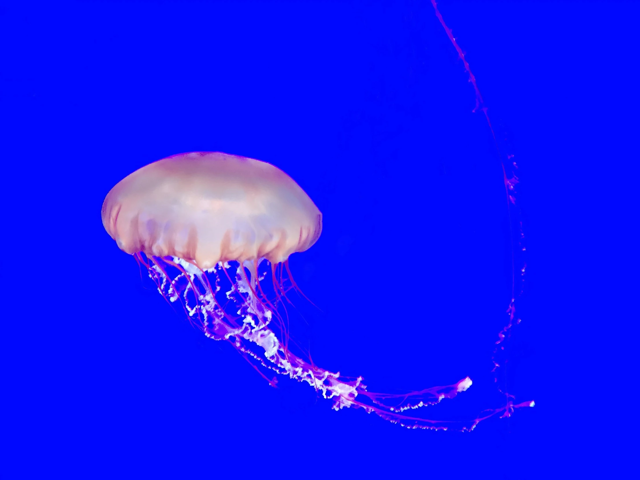 a small jellyfish floating in the water