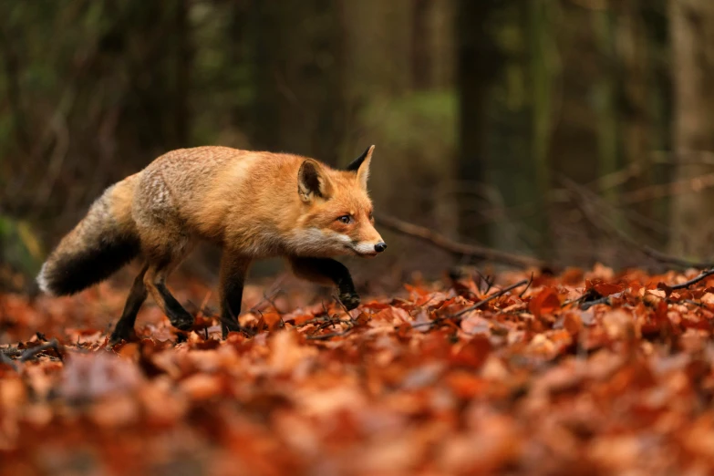 a red fox walking through a forest filled with leaves