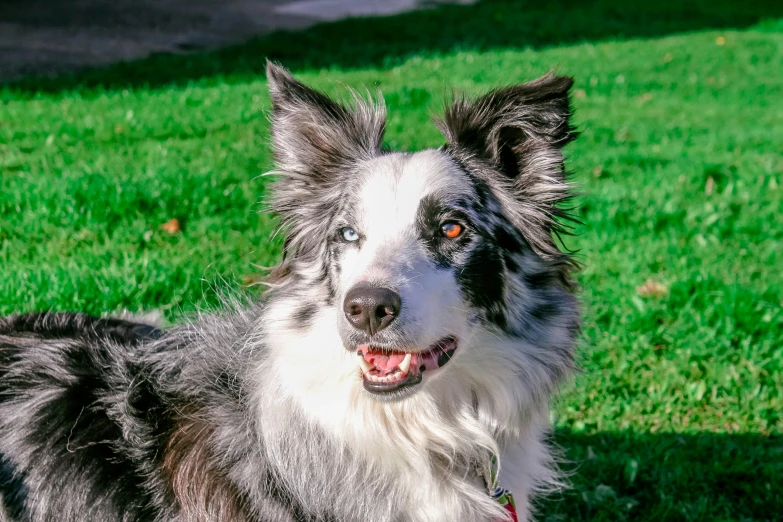 a dog looks alert on the grass in the sun