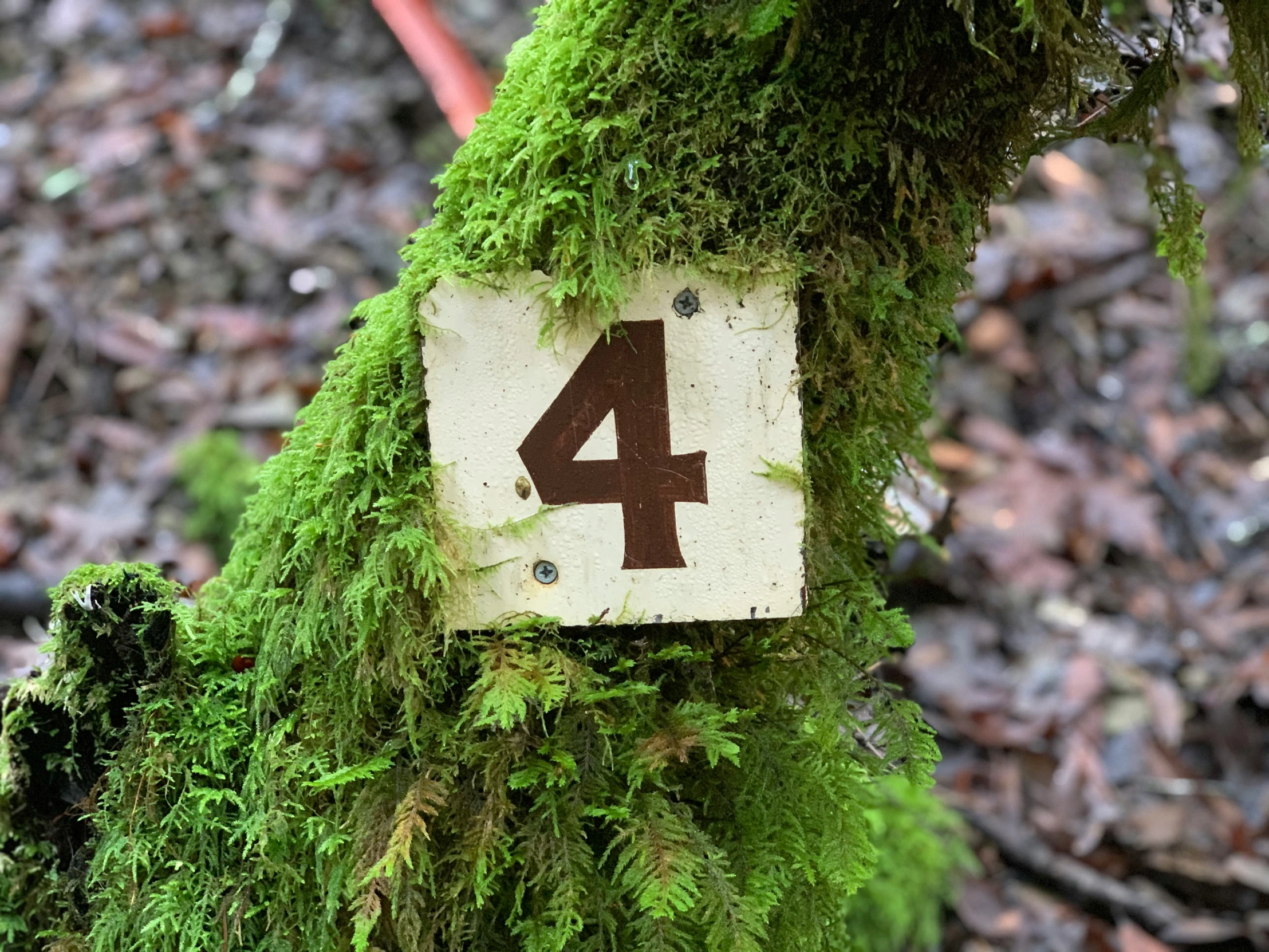 there is a white number four on the moss