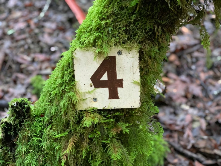 there is a white number four on the moss