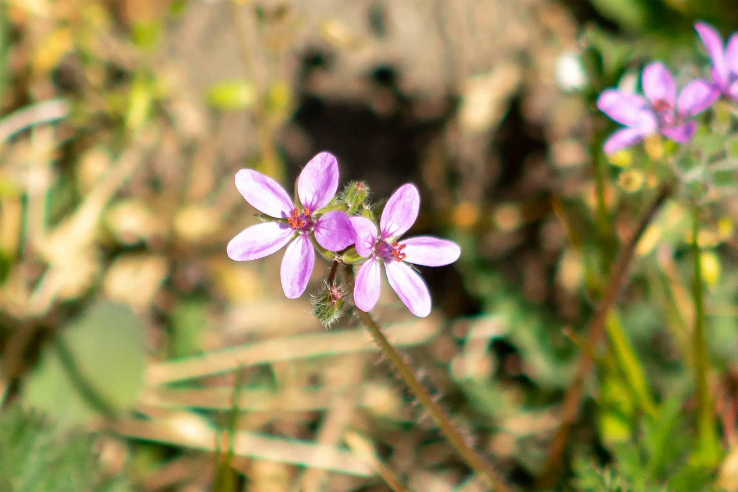 a couple of pink flowers in a grassy field