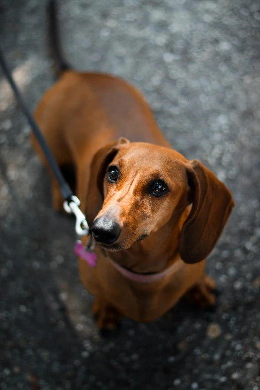 a brown dog on a leash standing on cement