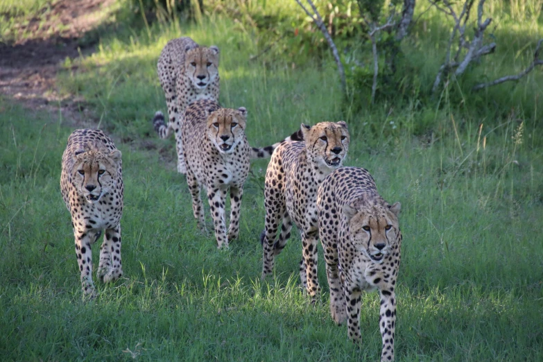 a group of cheetah running on the grass in their natural habitat