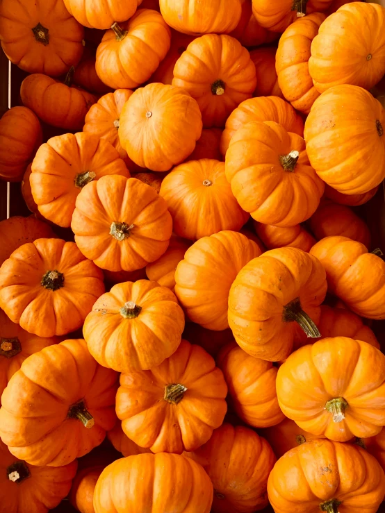 there are many pumpkins stacked on the shelf