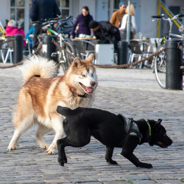 two dogs are fighting over a black one