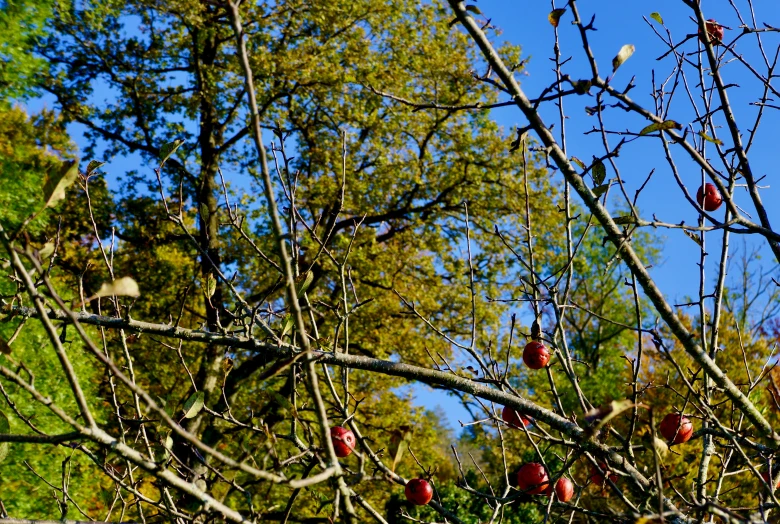 the apple tree has several fruits on it