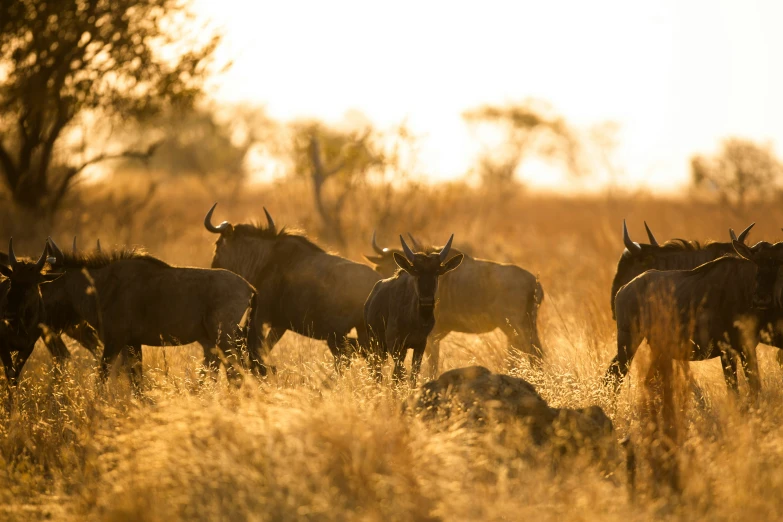 many animals standing in a brown field with trees behind them