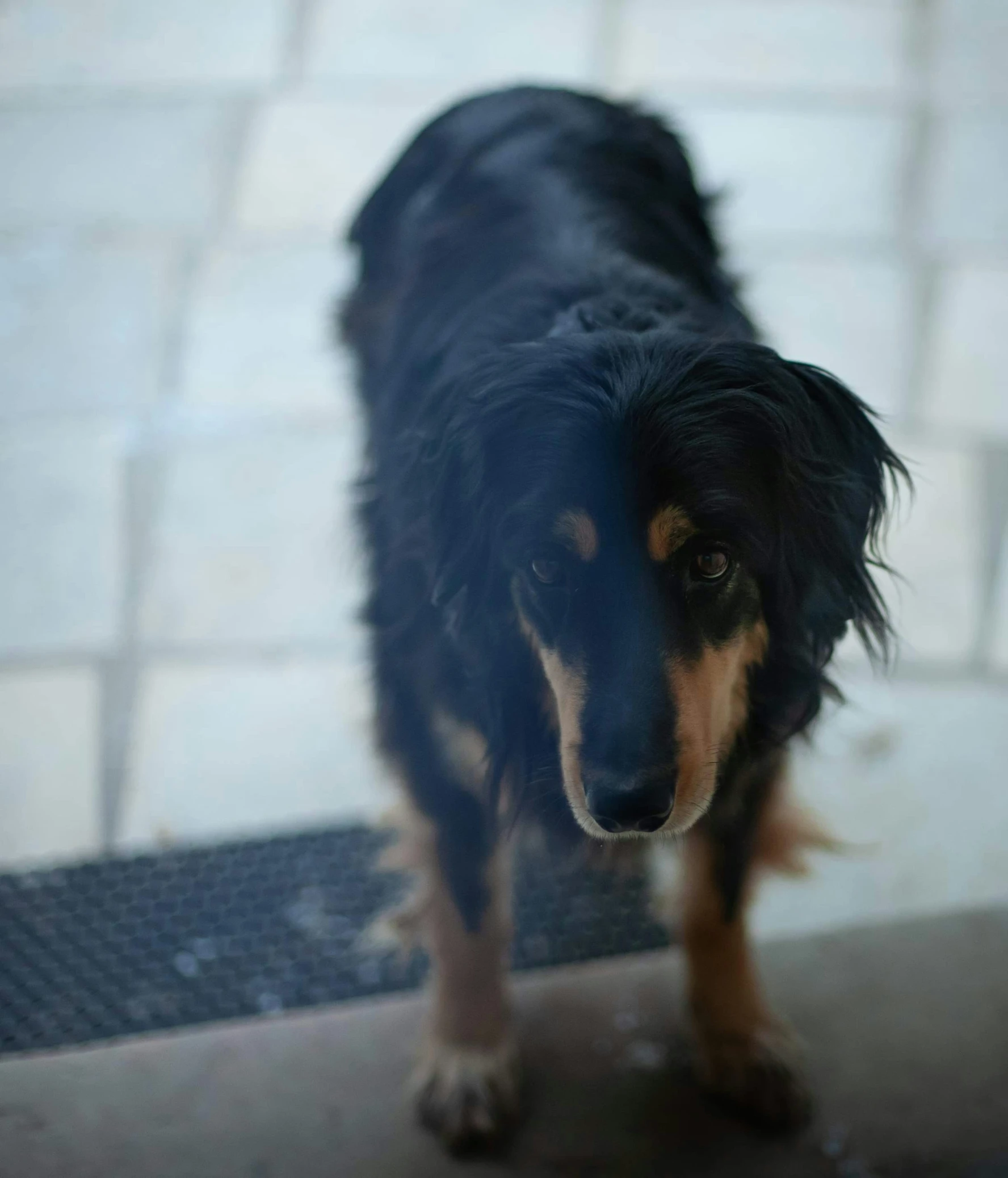 a close up of a dog looking at soing