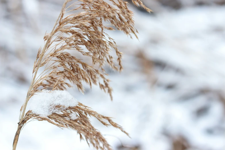 dried plant in snow covered area with brown stems