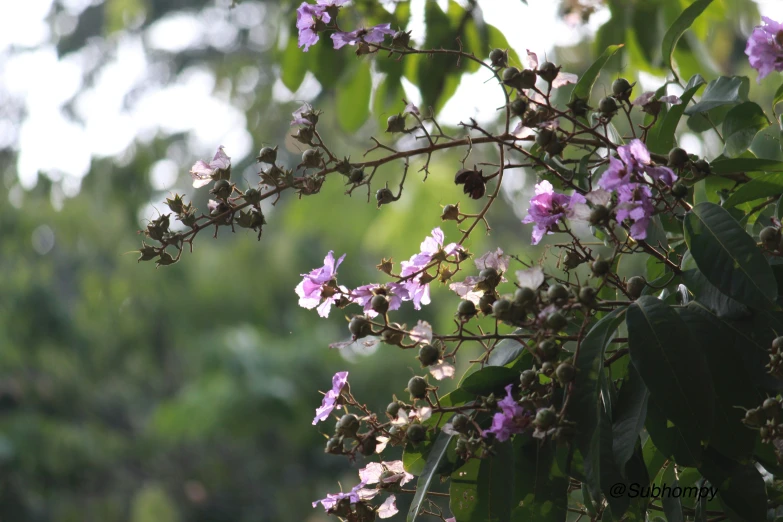 some purple flowers that are growing on some plants