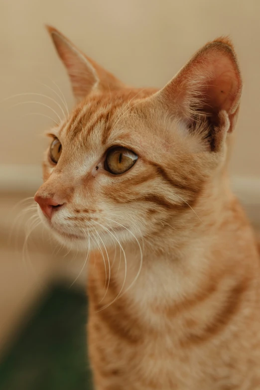 the cat is looking upward into the sky