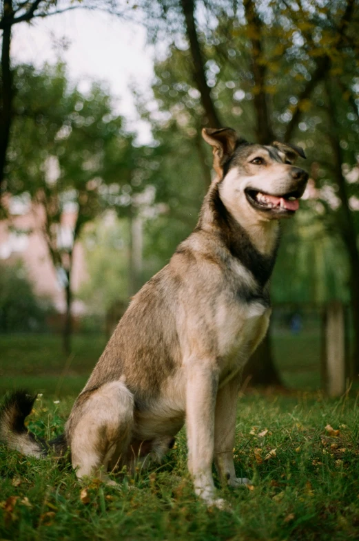 a husky dog is standing in the grass