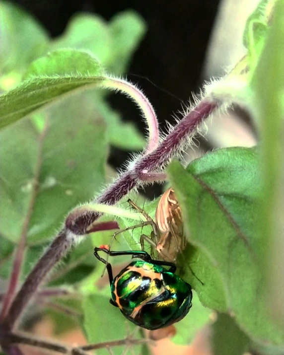 a green and black bug on some leafy plants