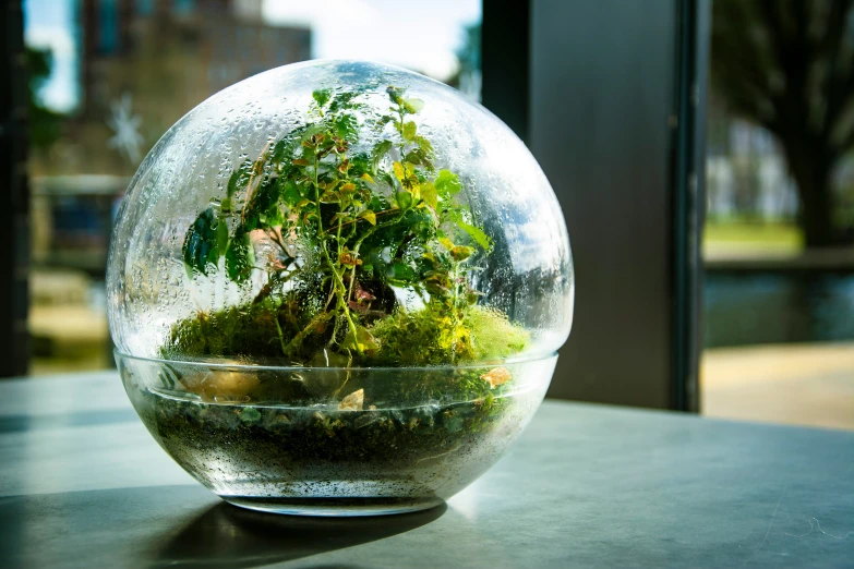 the plant is inside the large glass ball on the table