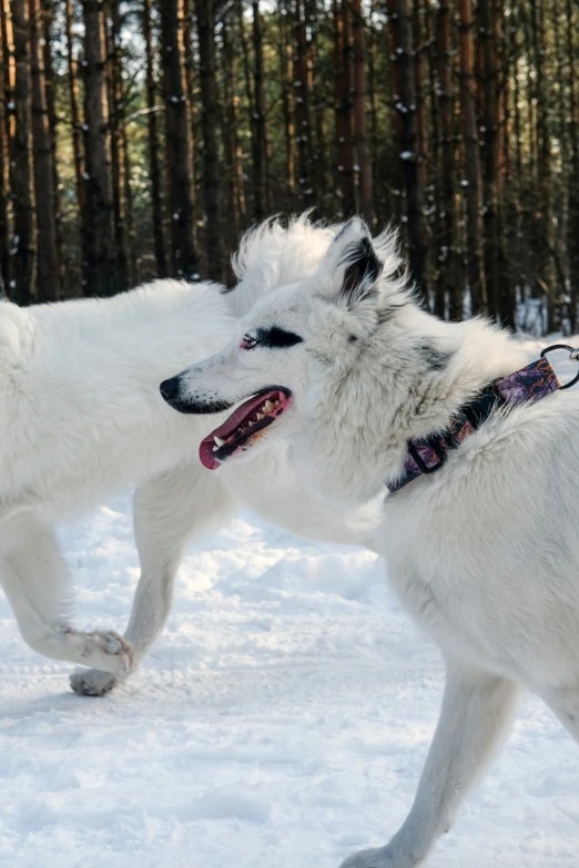 two white dogs fighting on a snowy slope