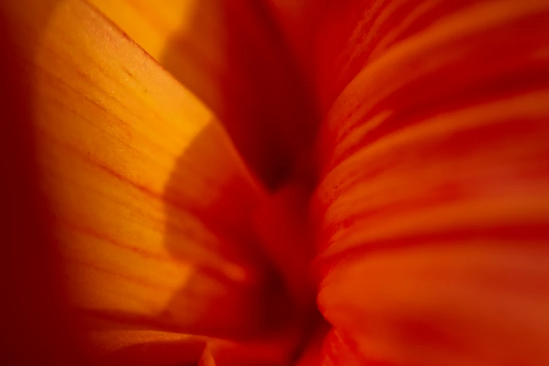 closeup of an orange and red flower