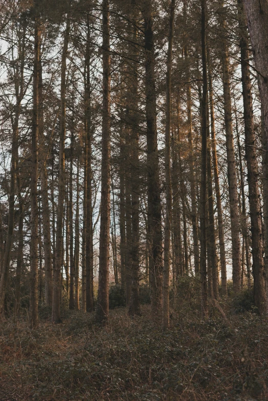 the trees are tall and thick in this wooded area