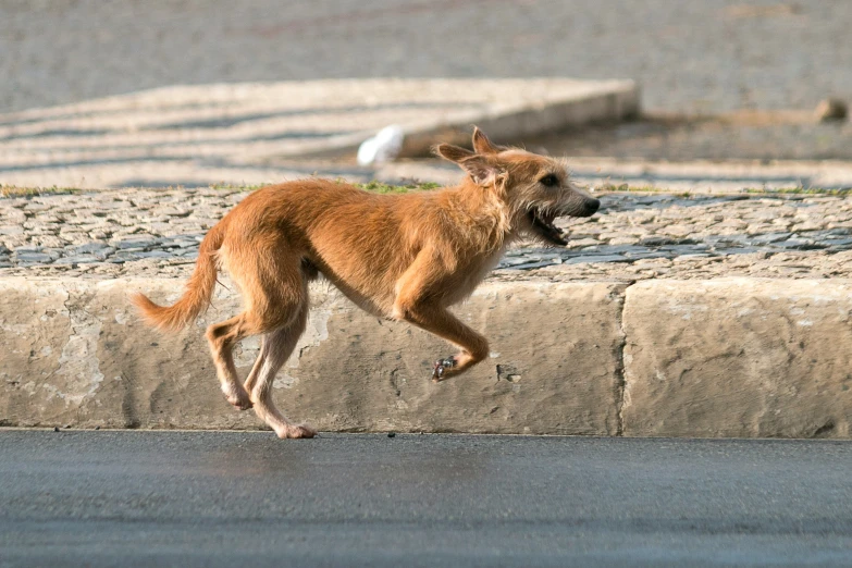 dog in motion running along a curb by water