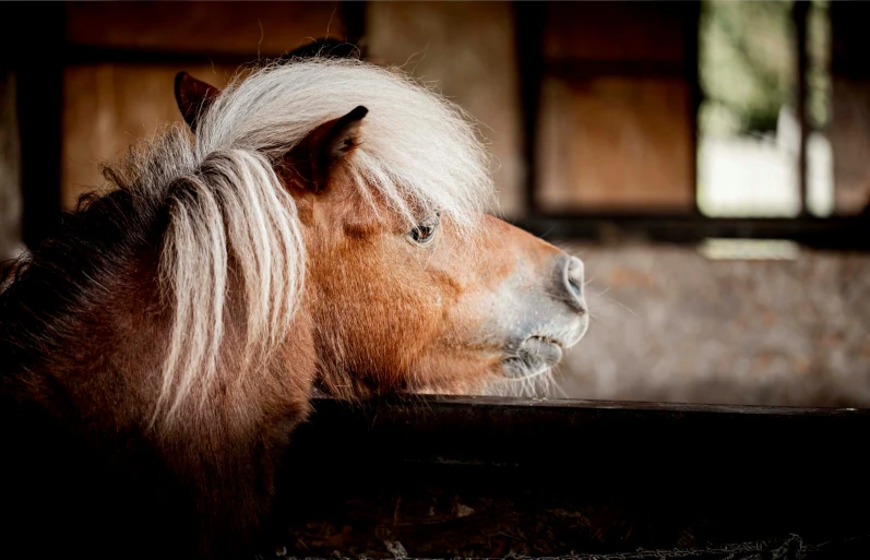 a brown horse is looking off into the distance