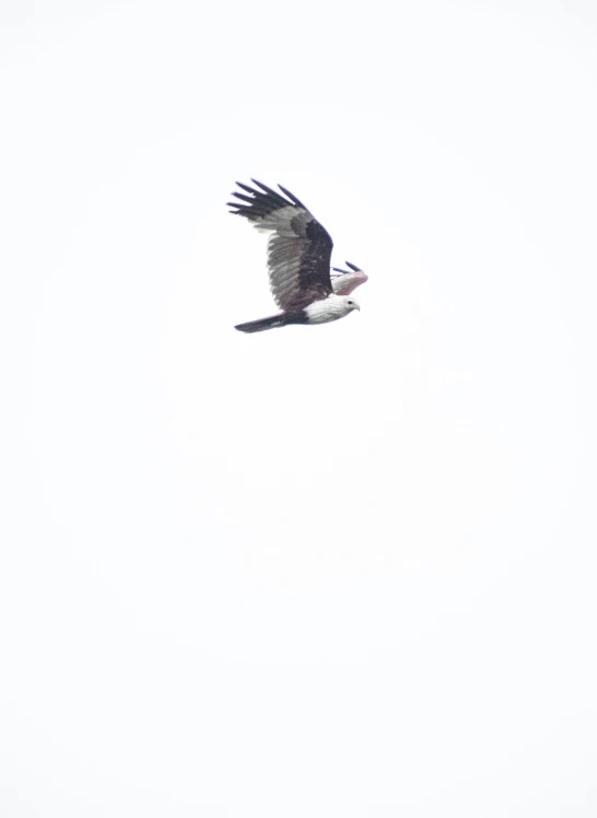 an ostrich in flight with wings spread out