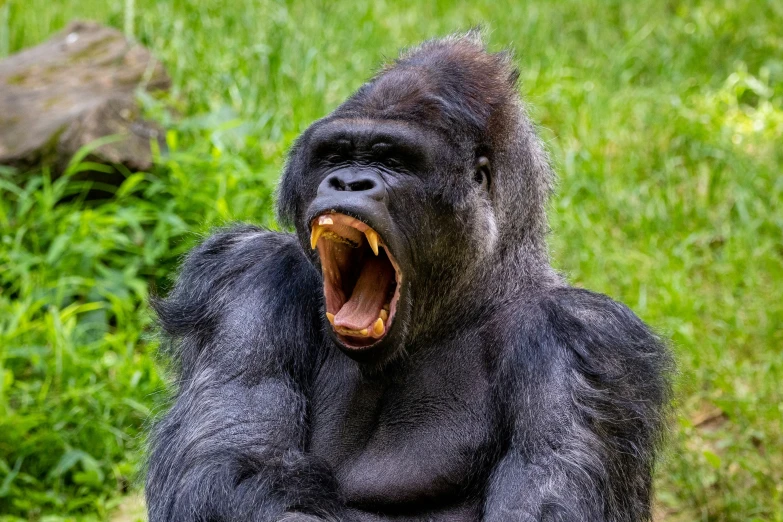 a gorilla with his mouth open on a grassy field