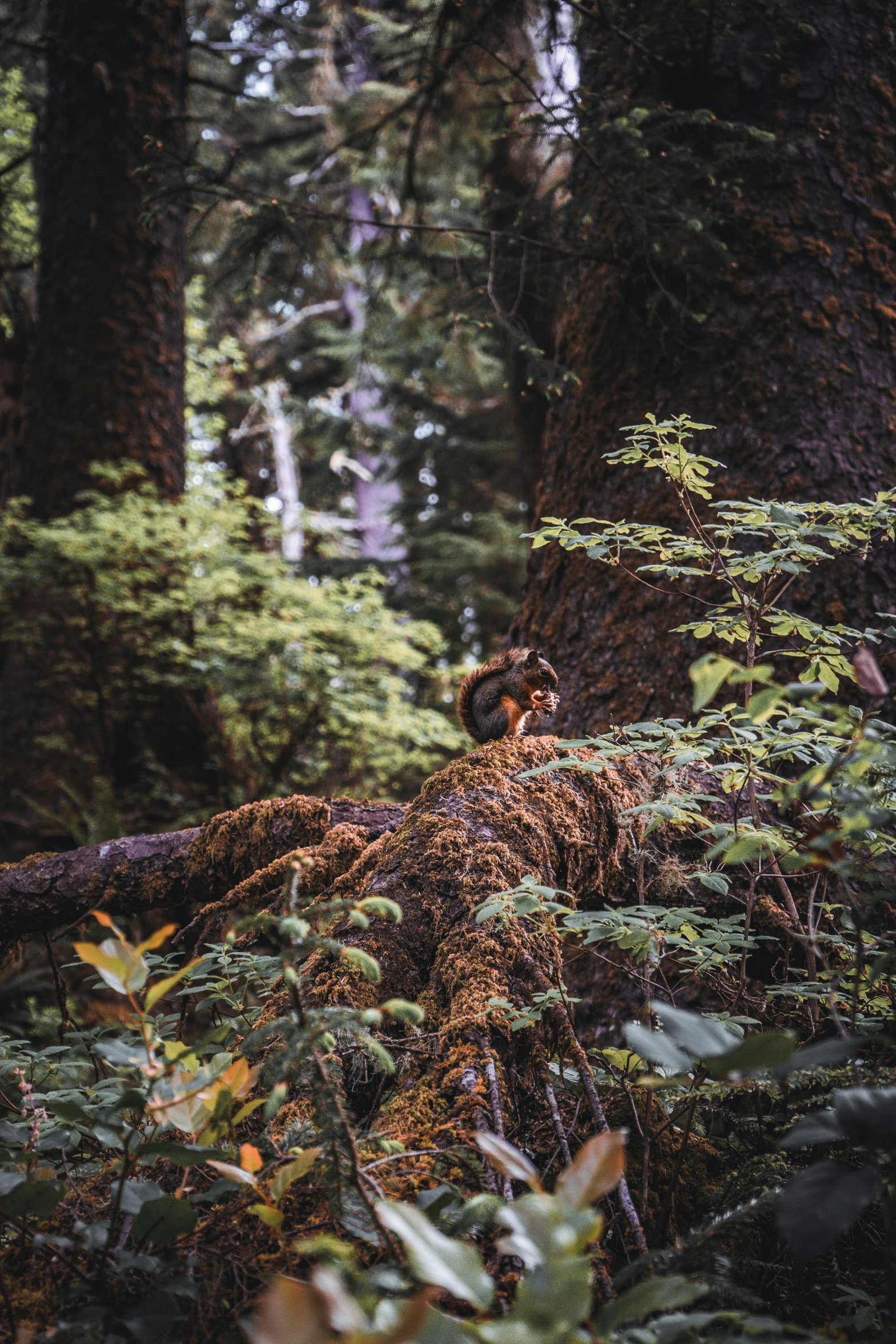 an owl sitting on a tree stump surrounded by forest