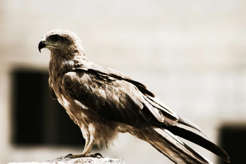 a bird standing on top of a rock