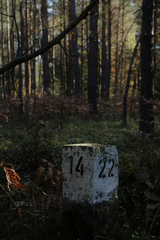 the old white marker in the middle of the woods