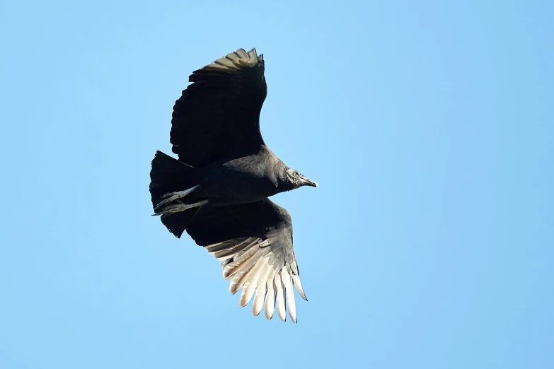 a black and white bird flying in the air