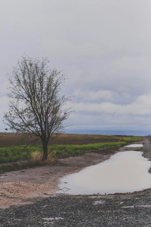 a tree by the side of a road near a body of water