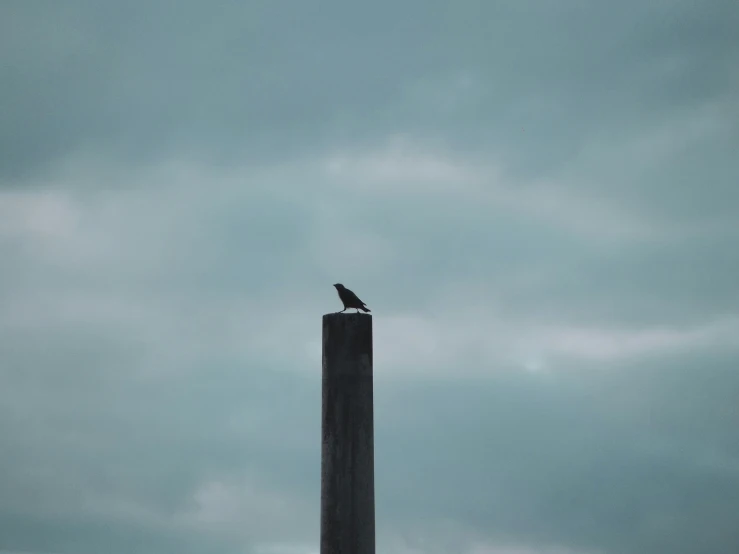 a bird perched on top of a black metal pole